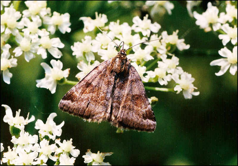 geometride da ident 2